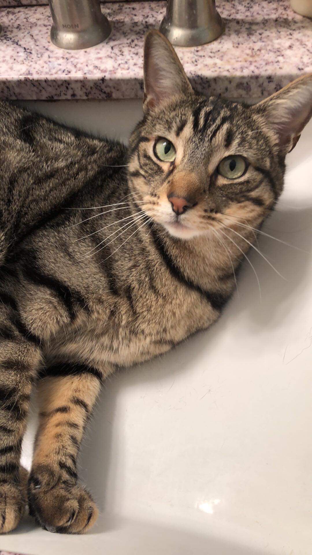 Sir Meowington